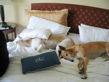 pet friendly hotels Havasu
